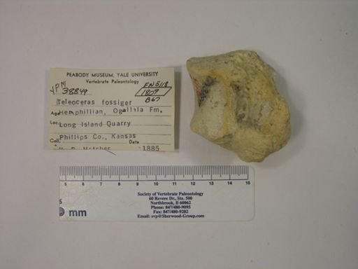 Teleoceras fossiger
