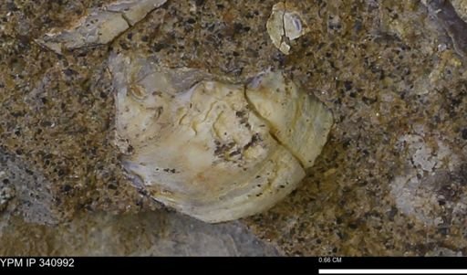 Corbicula sp.