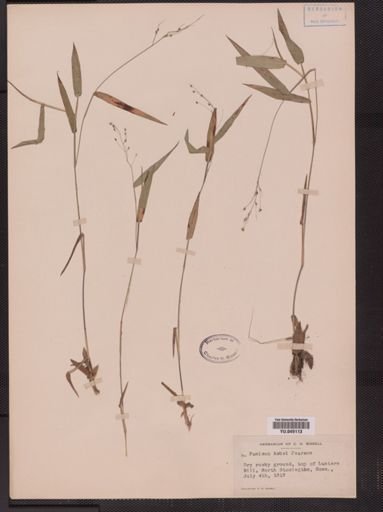 Panicum ashei