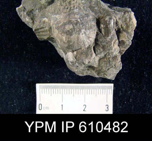 Stropheodonta inaequistriata
