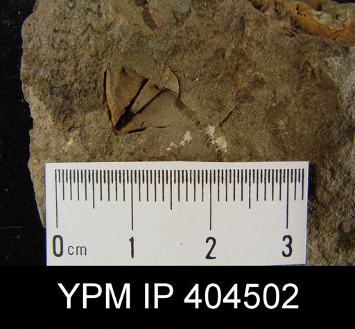 Cyrtina sp.