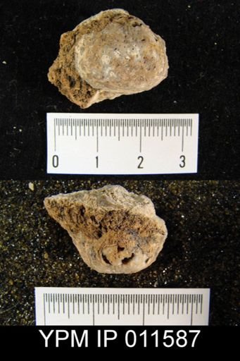 Avonia boulei