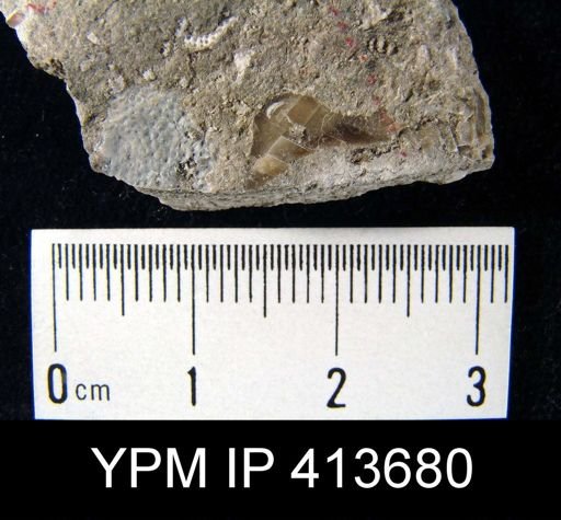 Pustula nebrascensis