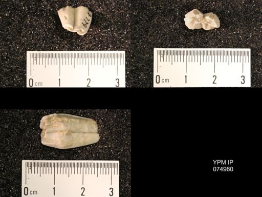 Troostocrinus rheinwardti