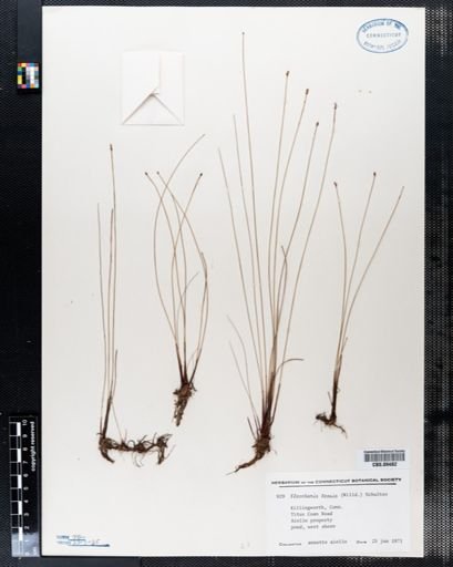 Eleocharis tenuis