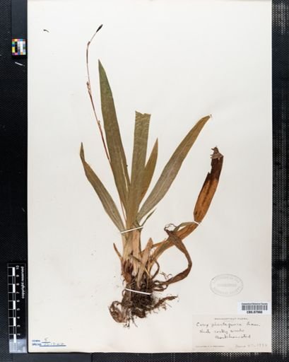 Carex plantaginea