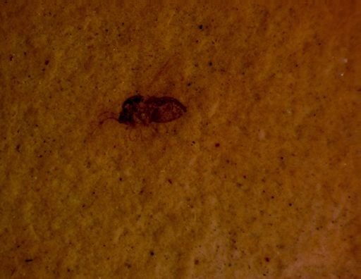 undet. Diptera