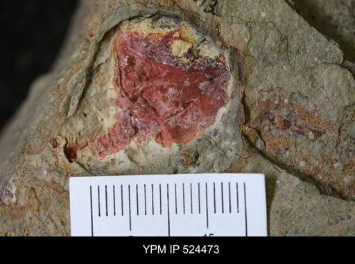 undet. Cornuta