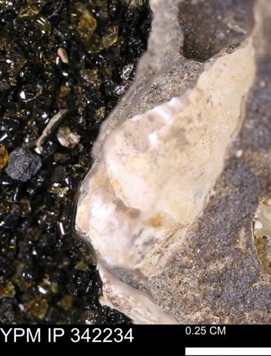 undet. Scaphitidae