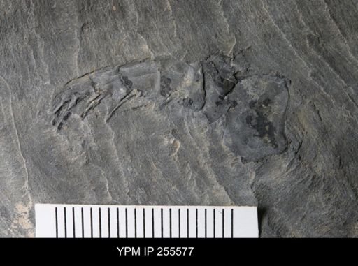 Eurypterida