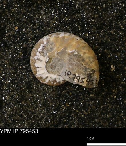 undet. Scaphitidae