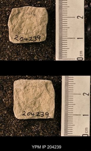 Hexapoda