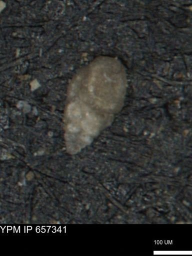 Bimonilina variana