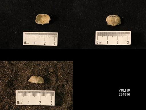 Marginifera wabashensis var. armata