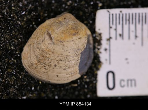 Limopsis striatopunctatus