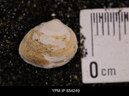 Limopsis striatopunctatus