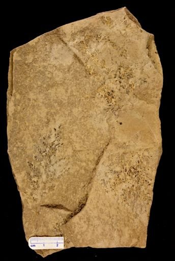 Thyrsopteris brevipennis