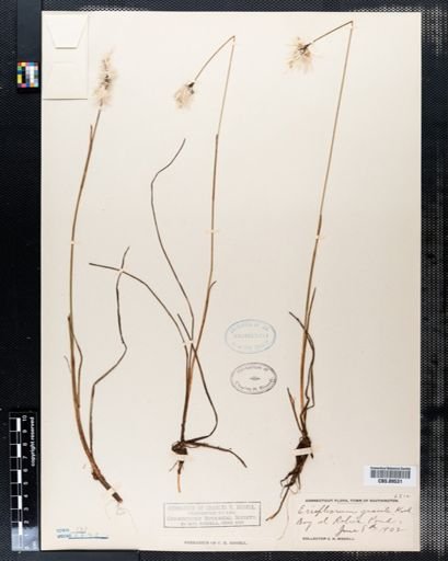 Eriophorum gracile