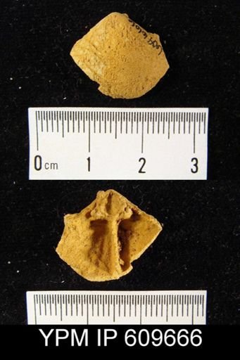 Meristella arcuata