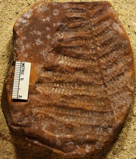 Pecopteris sp.