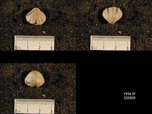 Enteletes hemiplicata