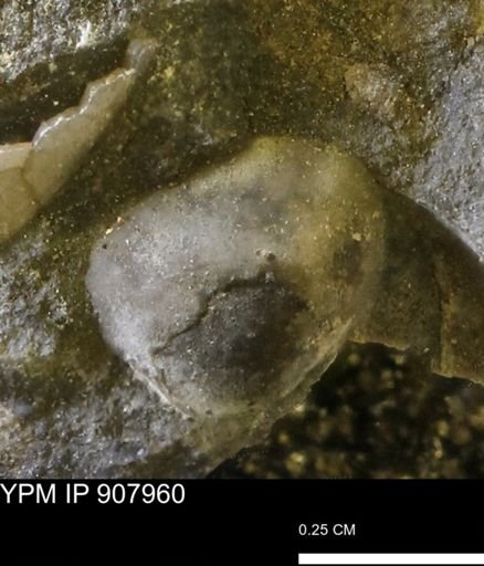 undet. Bivalvia