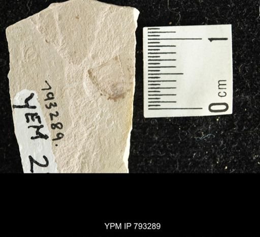 Hemiptera