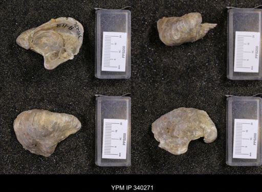 Gryphaea navia