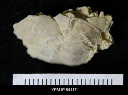 Sowerbyella sericea