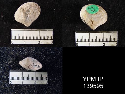 Athyris sp.