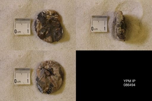 Discoscaphites sp.
