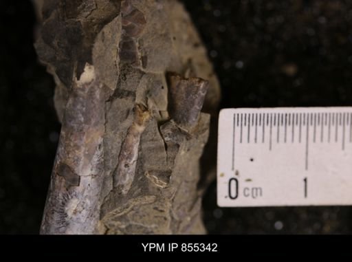 Baculites sp.