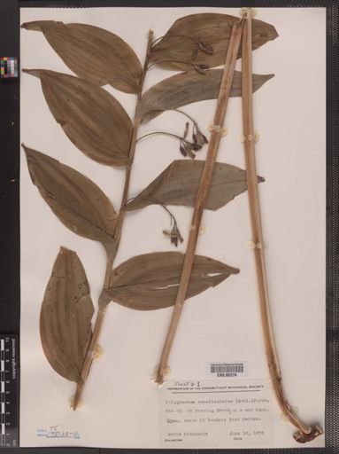 Polygonatum commutatum