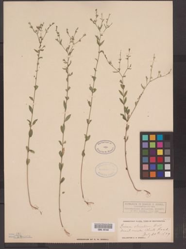 Linum striatum