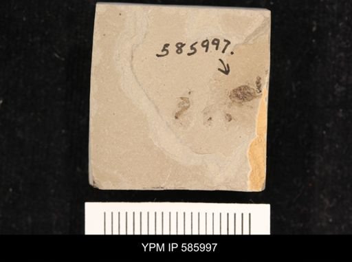 undet. Insecta