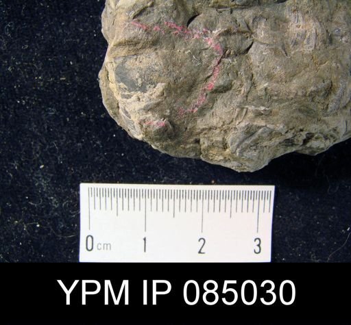Chonetes tenuistriatus