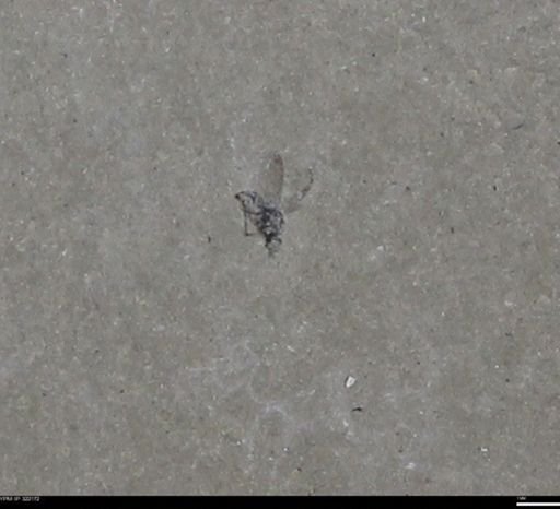 undet. Diptera