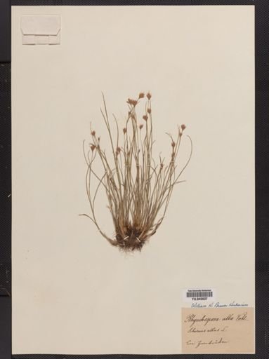 Rhynchospora