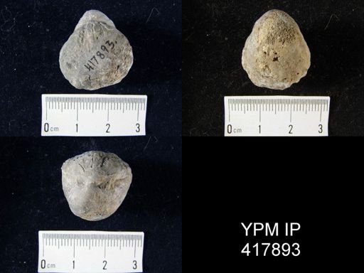 Gypidula coeymanensis prognostica