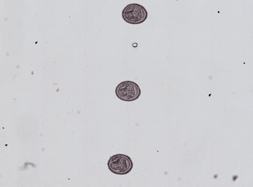 Plagiostomum whitmani