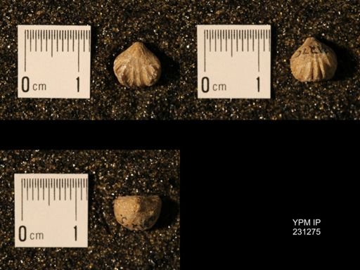 Wellerella osagensis
