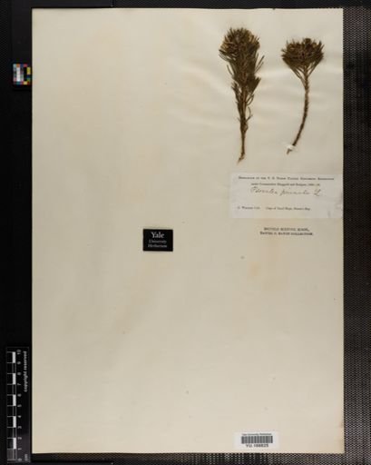 Plantae