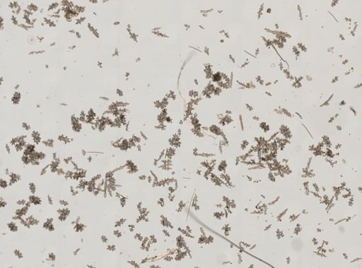 Gersemia rubiformis