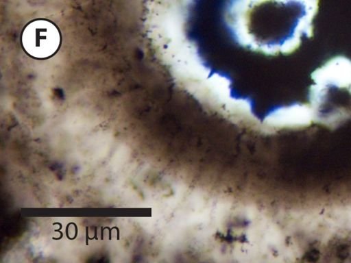 Appendisphaera fragilis
