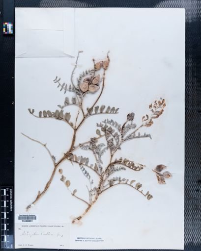 Astragalus
