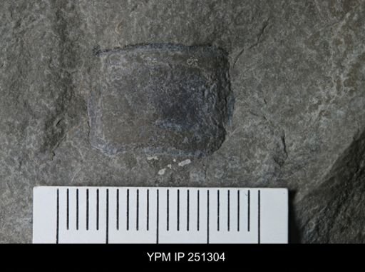 undet. Eurypterida
