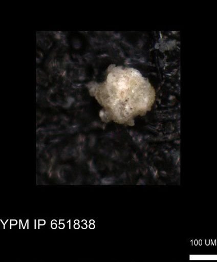 undet. Foraminiferida