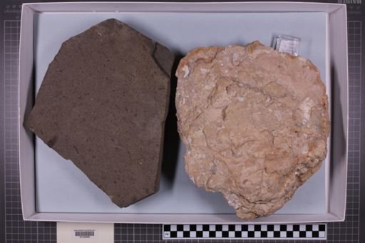 mixed taxa, stratigraphic collection