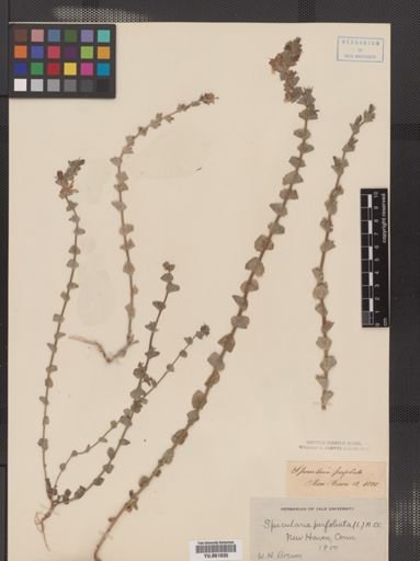 Legousia perfoliata