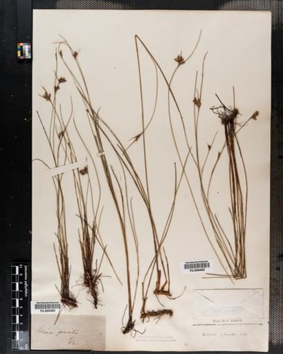 Scleria gracilis